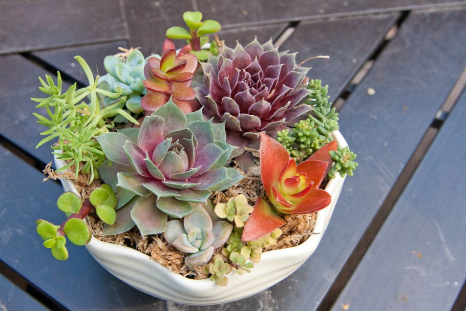 Эхеверия Mystery