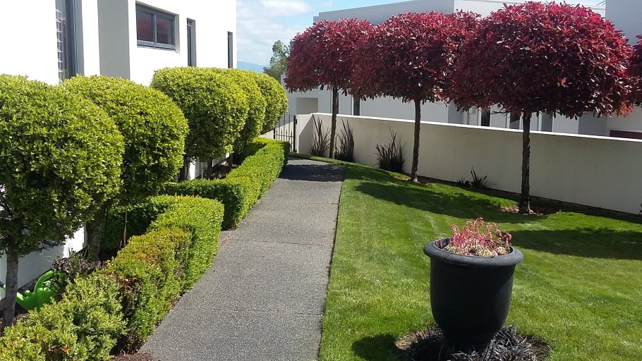 Клен Глобозум изгородь