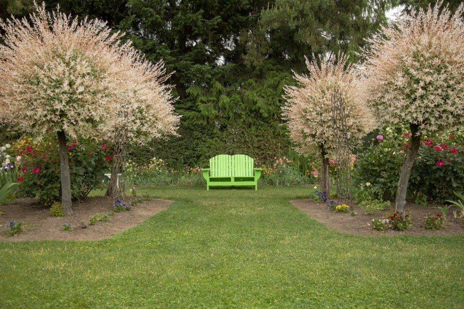 Японская Ива Хакуро нишики