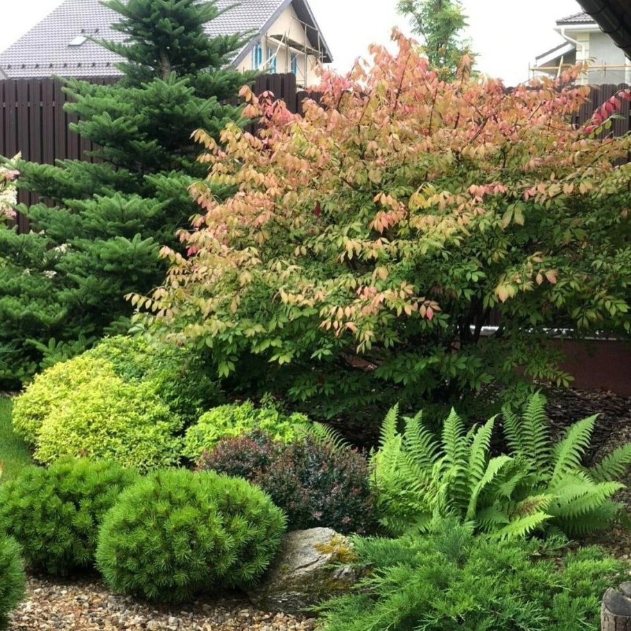 Бересклет крылатый и туя