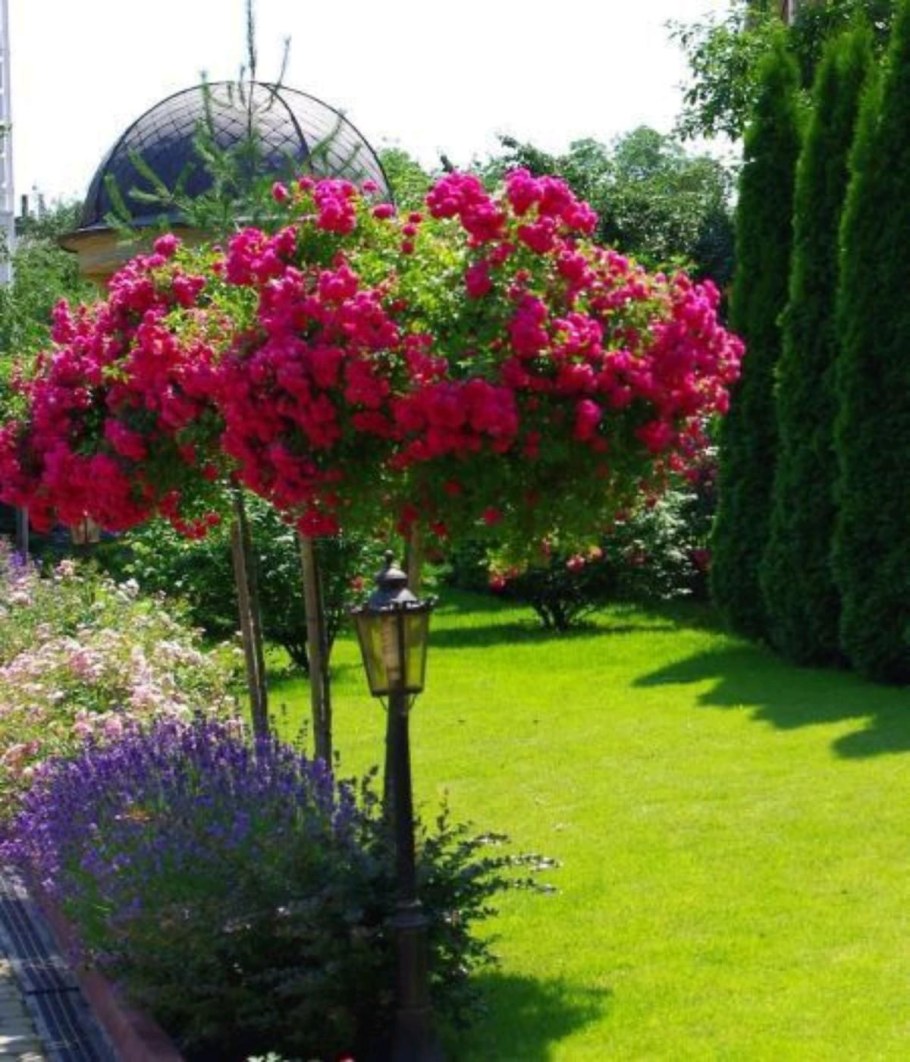 Роза роди штамбовая