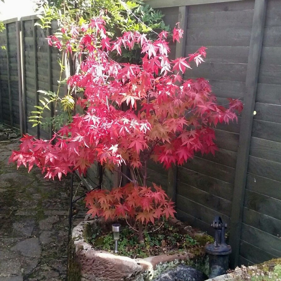 Клен ясенелистный 'Flamingo'