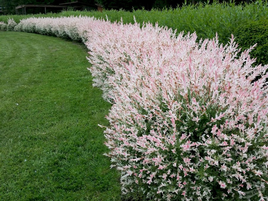 Ива цельнолистная Хакуро-нишики