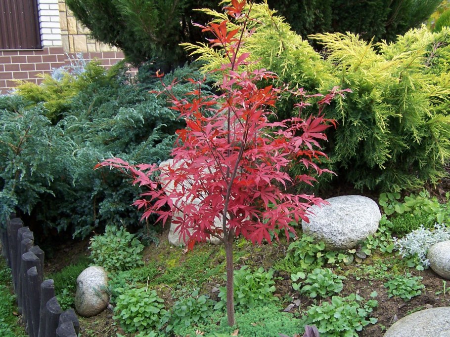 Клен Acer palmatum Atropurpureum