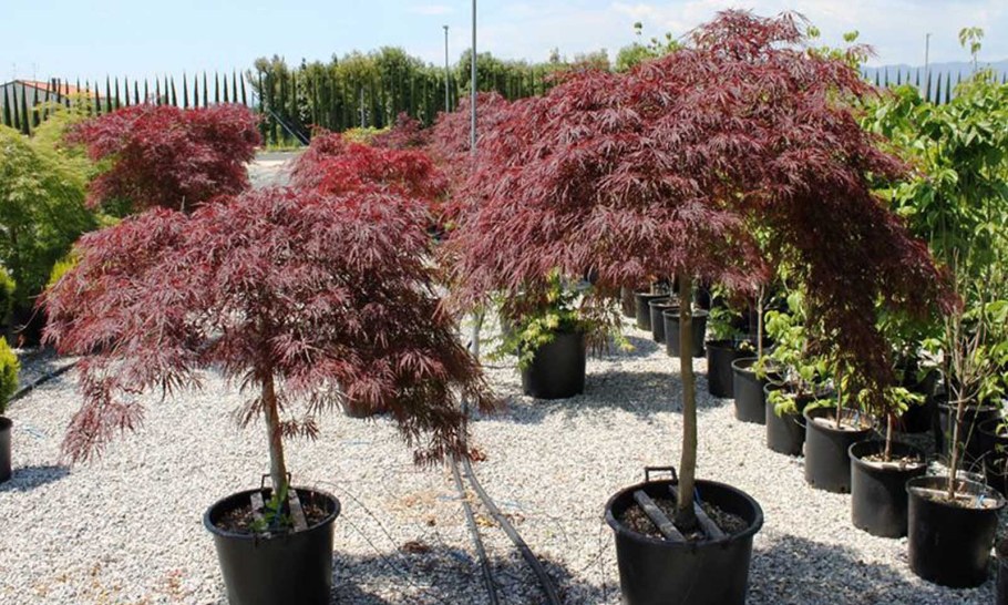 Клен пальмолистный Гарнет (Acer palmatum Garnet)