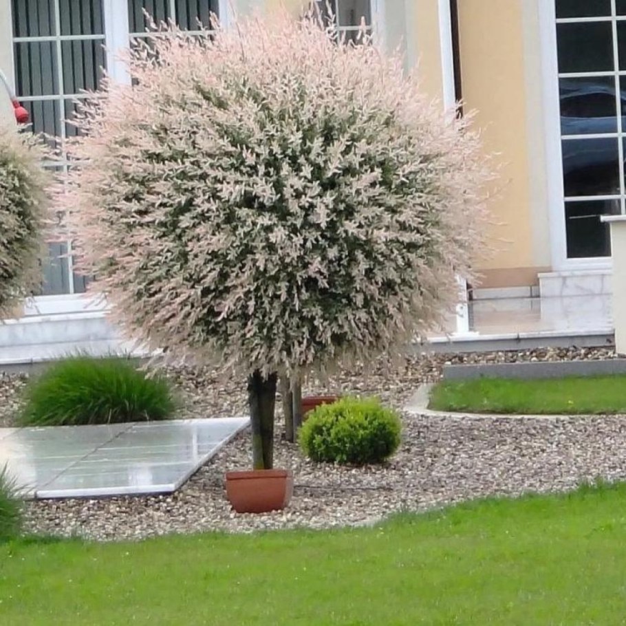 Кустарник Ива Хакуро нишики