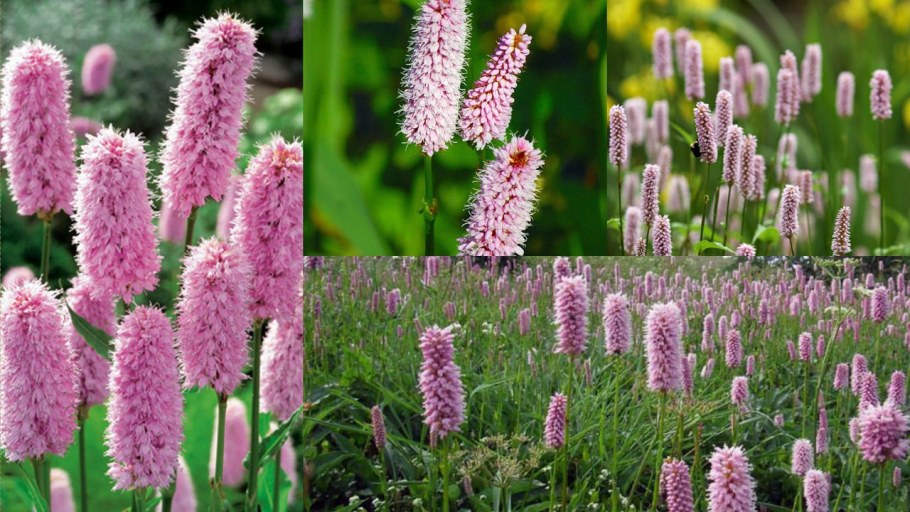 Горец родственный Суперба