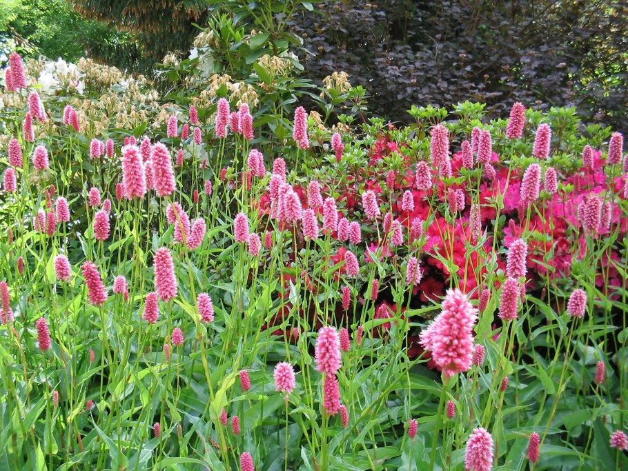 Горец змеиный (Polygonum bistorta &#96;superba&#96;)