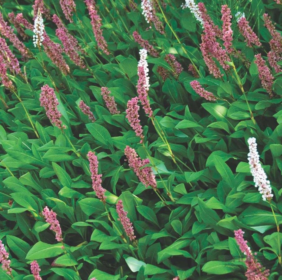 Горец родственный (Polygonum affine &#96;Donald Lowndes&#96;)