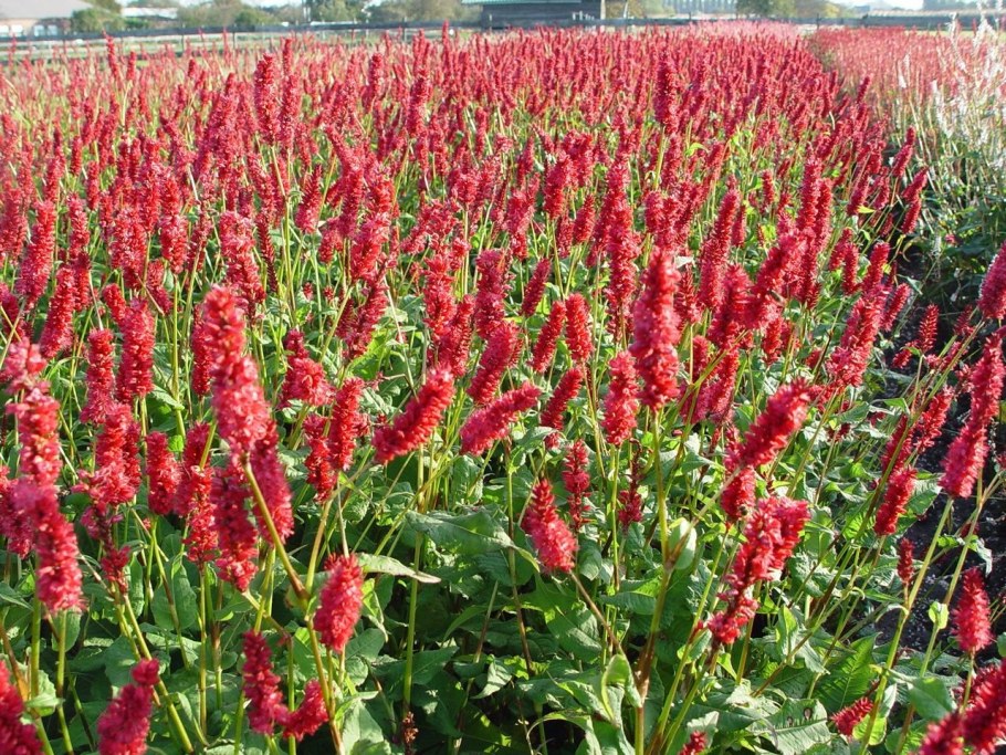 Горец всеобъемлющий Firetail