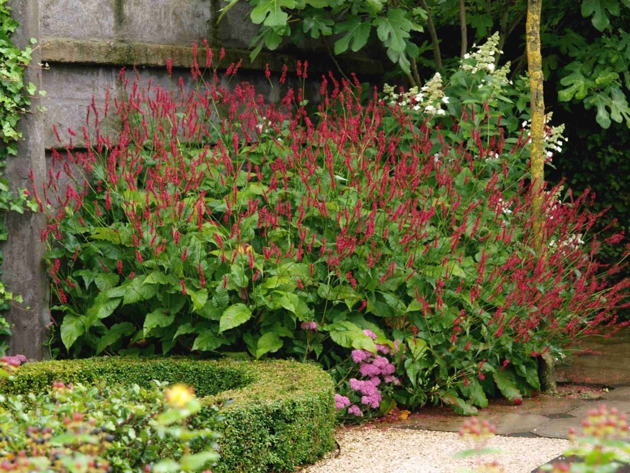 Горец родственный Darjeeling Red