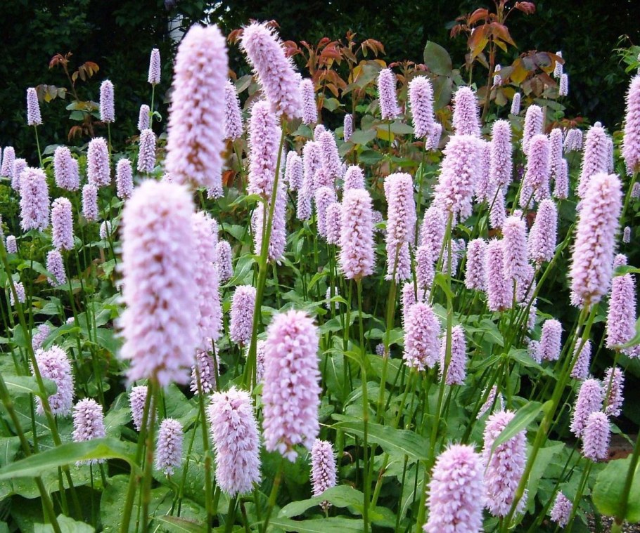 Горец змеиный superba Суперба