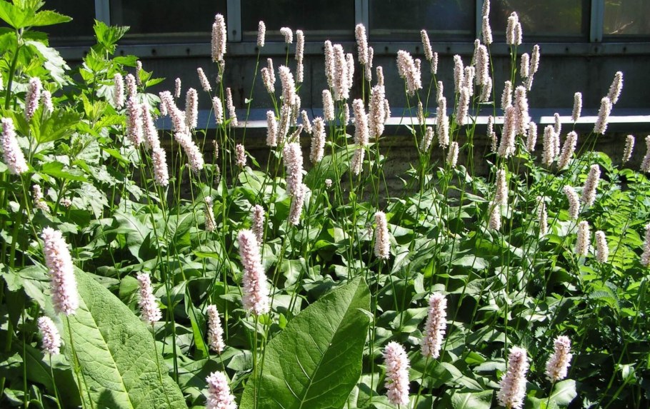 Полигонум Горец