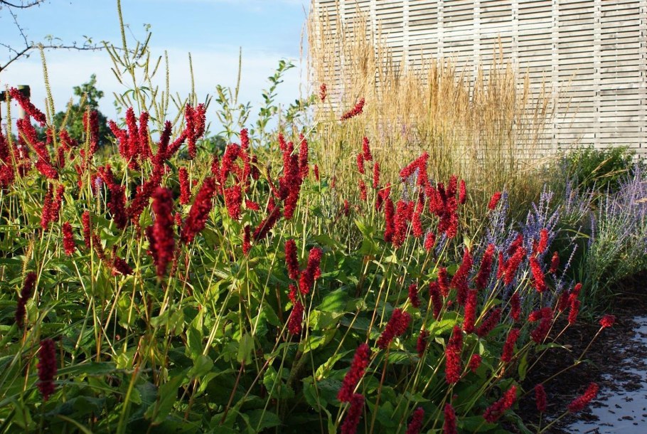 Горец стеблеобъемлющий Блэкфилд