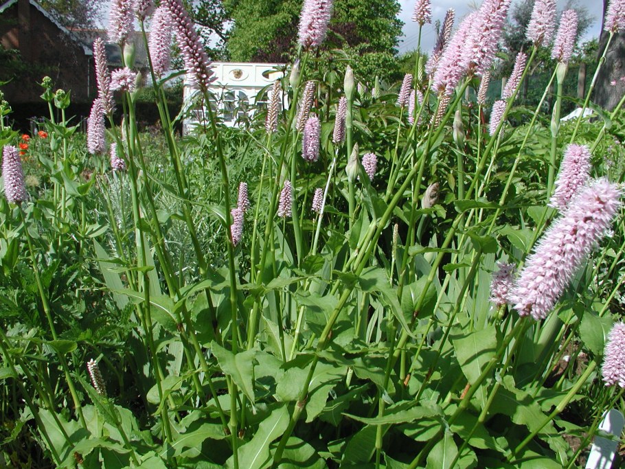 Горец bistorta superba