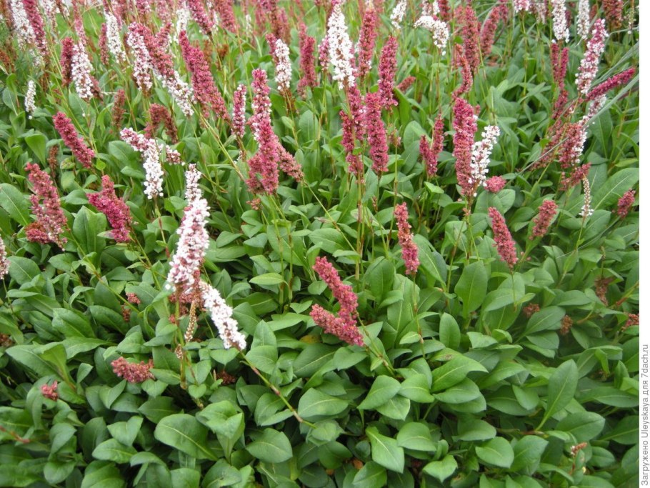 Горец родственный Darjeeling Red