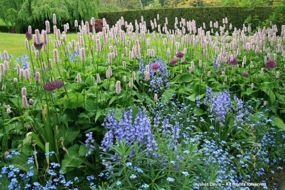 Горец змеиный Суперба (Persicaria bistorta superba)