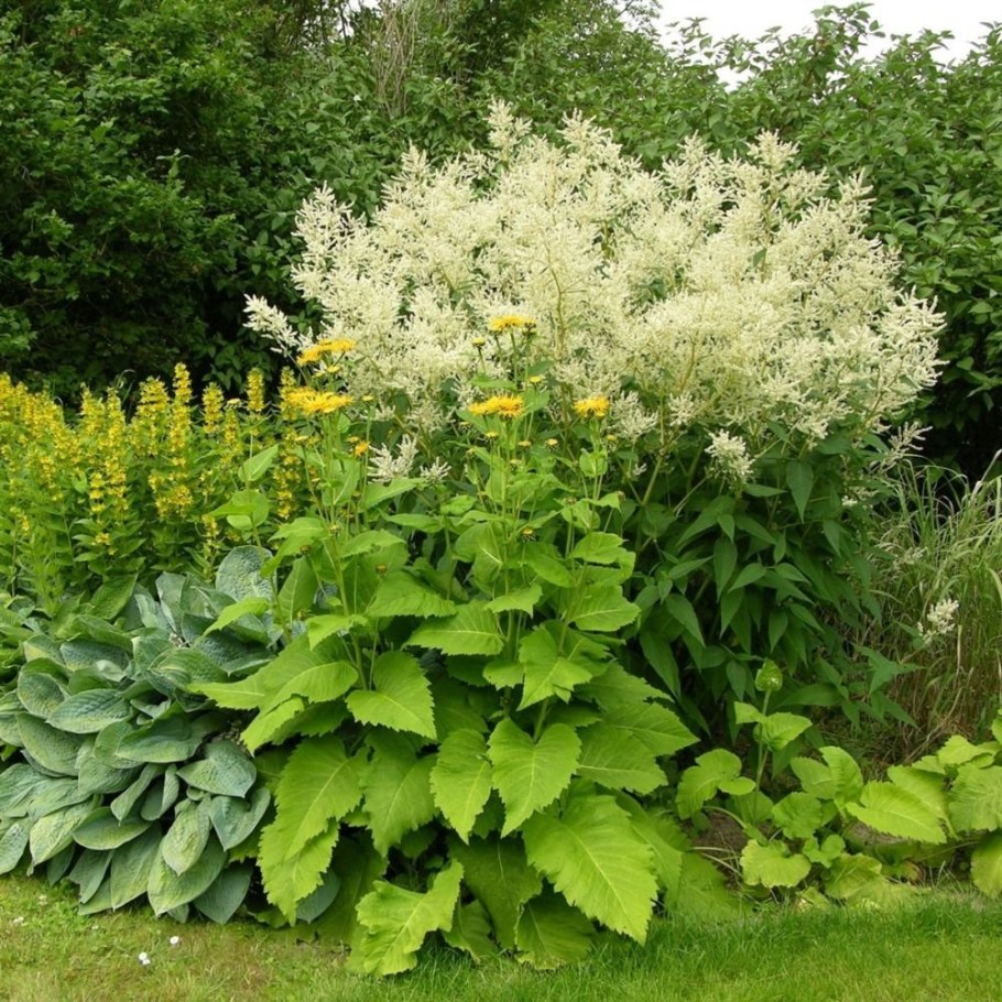 Горец полиморфный растение