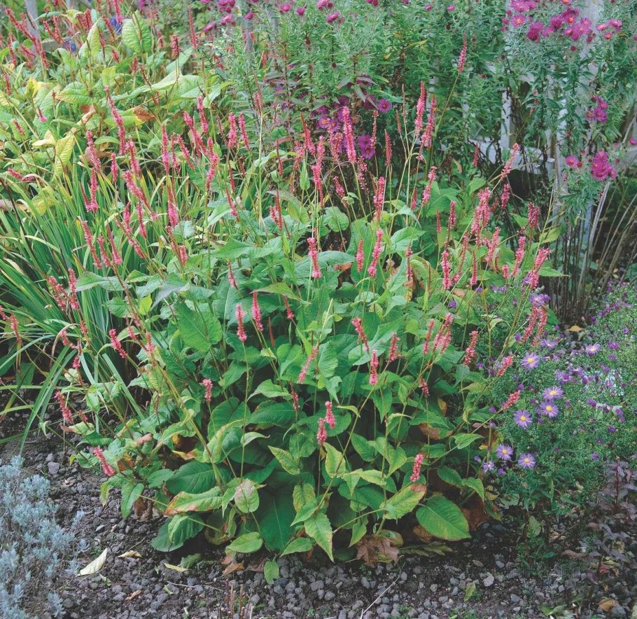 Горец свечевидный "Blackfield" (Persicaria amplexicaulis)