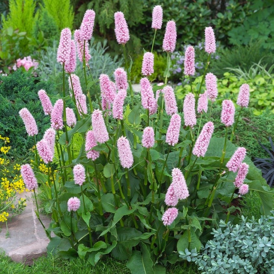 Горец змеиный Суперба (Persicaria bistorta superba)