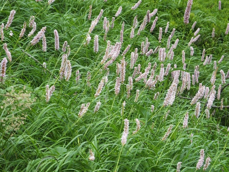 Горец свечевидный специоза