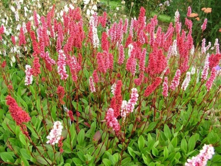 Горец родственный Darjeeling Red