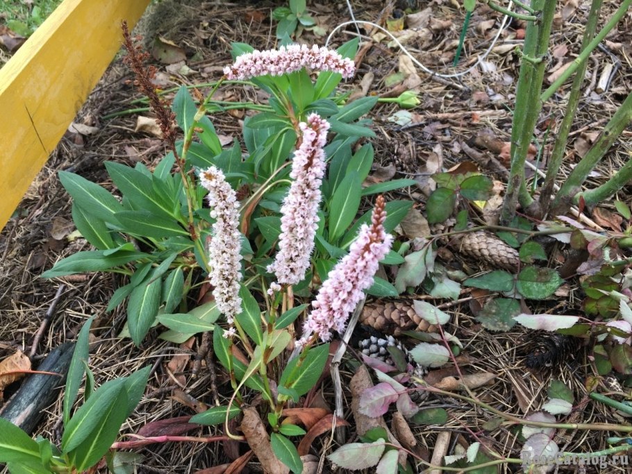 Горец родственный (Polygonum affine &#96;Daijeerling Red&#96;)