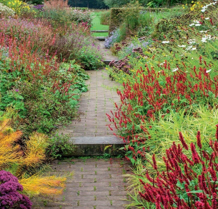 Горец растение свечевидный