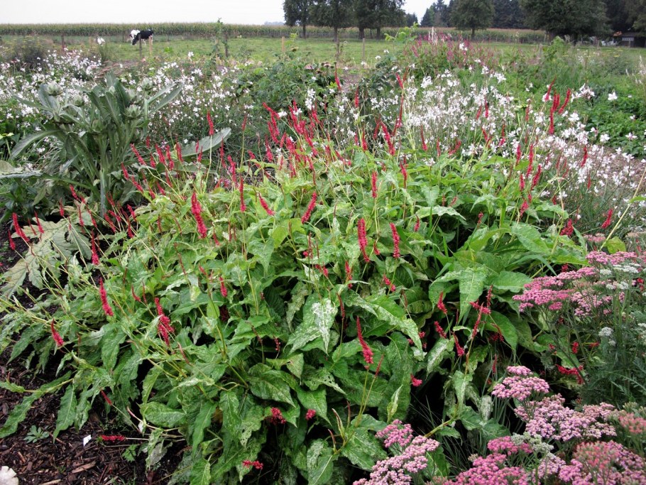 Горец стеблеобъемлющий (Persicaria amplexicaulis)