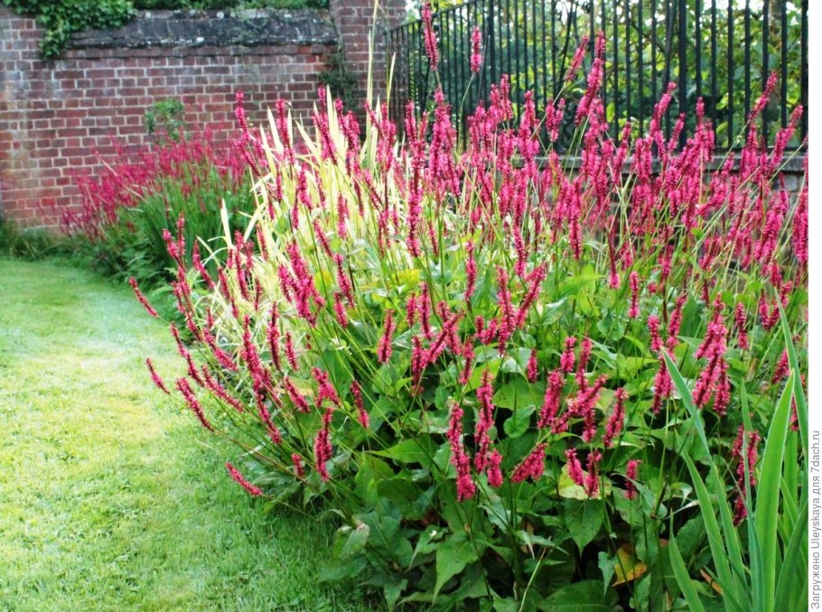 Горец стеблеобъемлющий (Persicaria amplexicaulis)