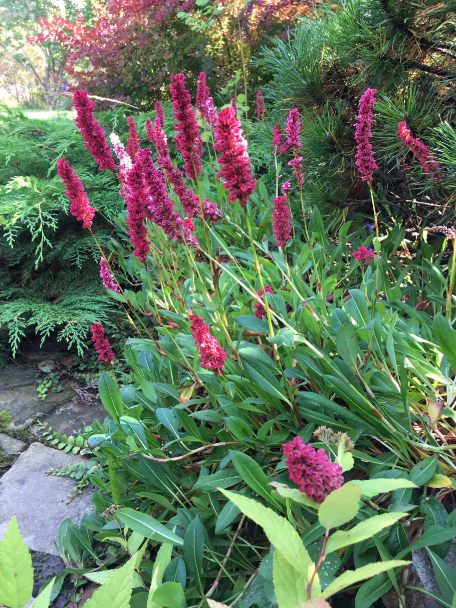 Горец свечевидный Dark Red