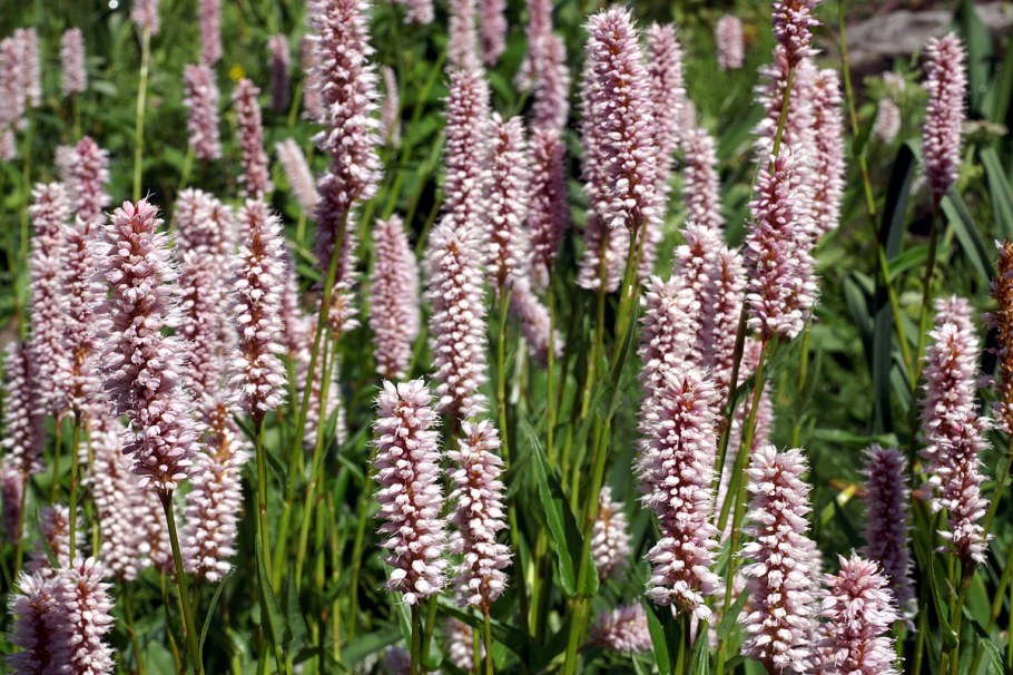 Горец змеиный