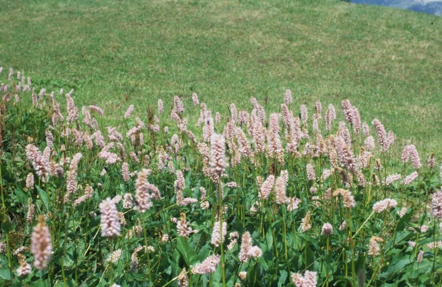 Змеевик Горец змеиный