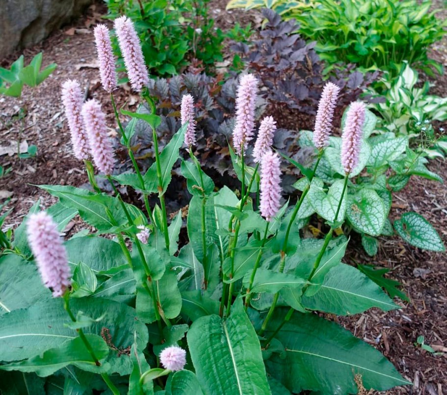 Горец bistorta superba