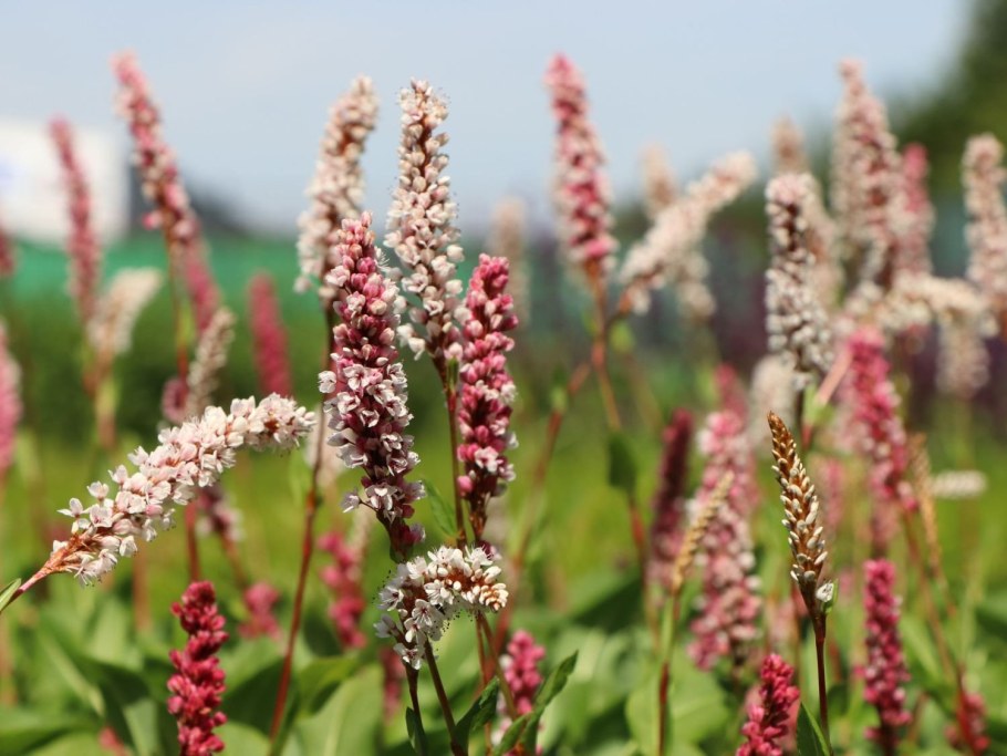 Горец родственный