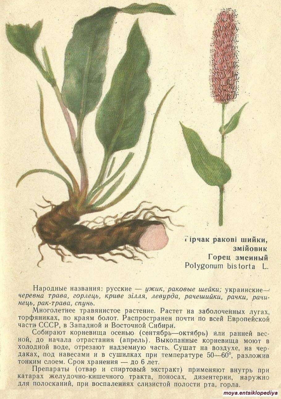 Змеевик Горец змеиный