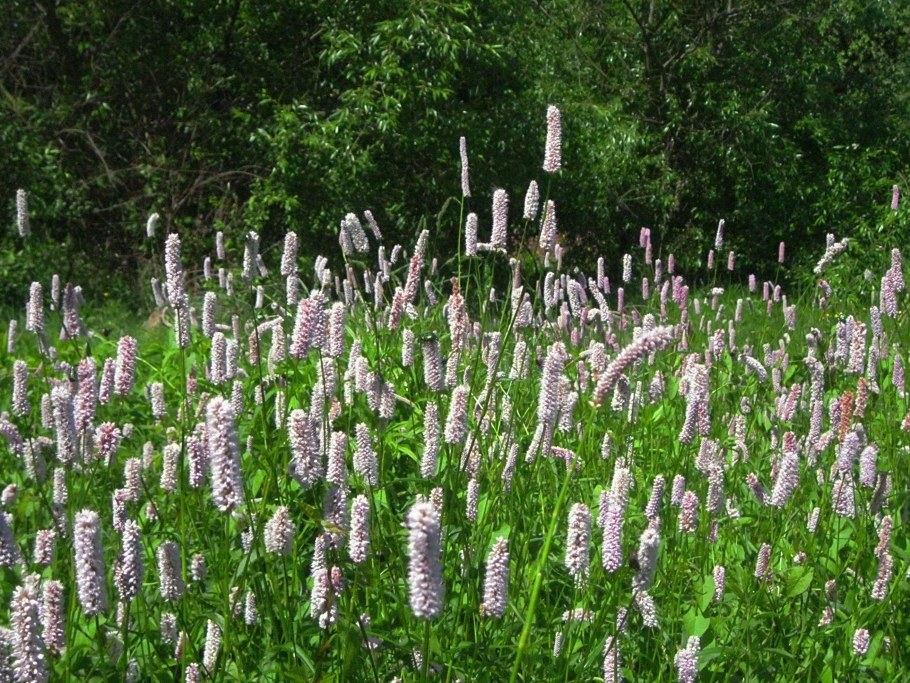 Горец змеиный (Polygonum bistorta)