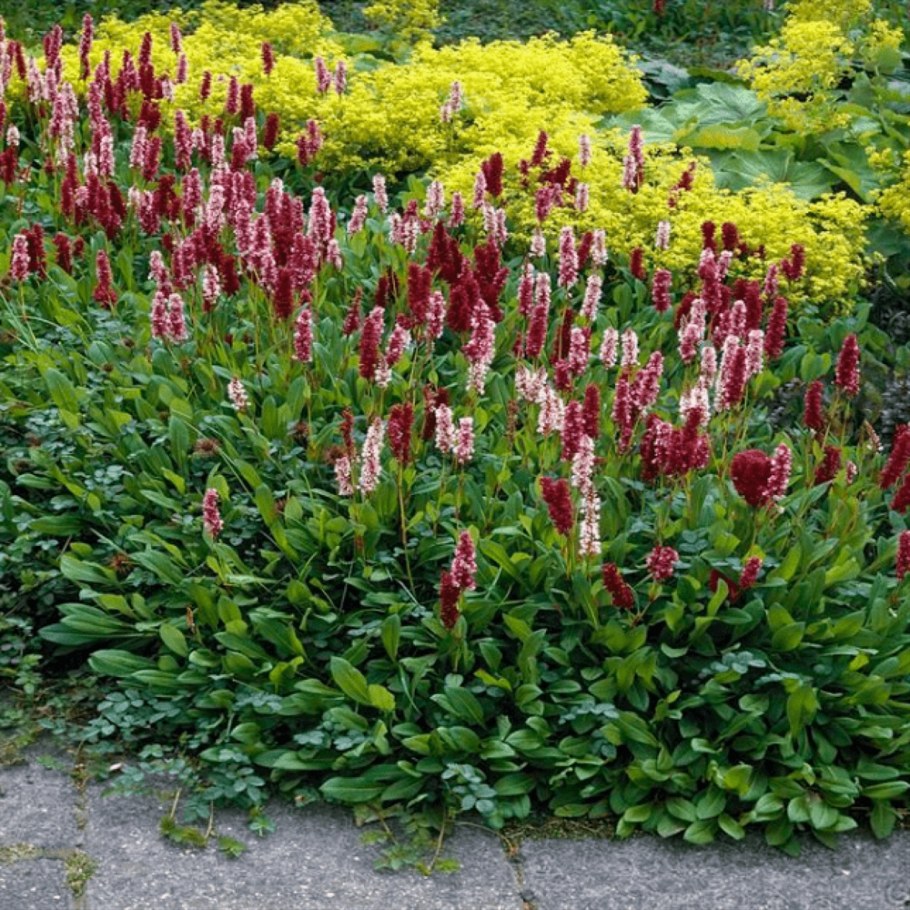 Горец родственный Дарджилин ред