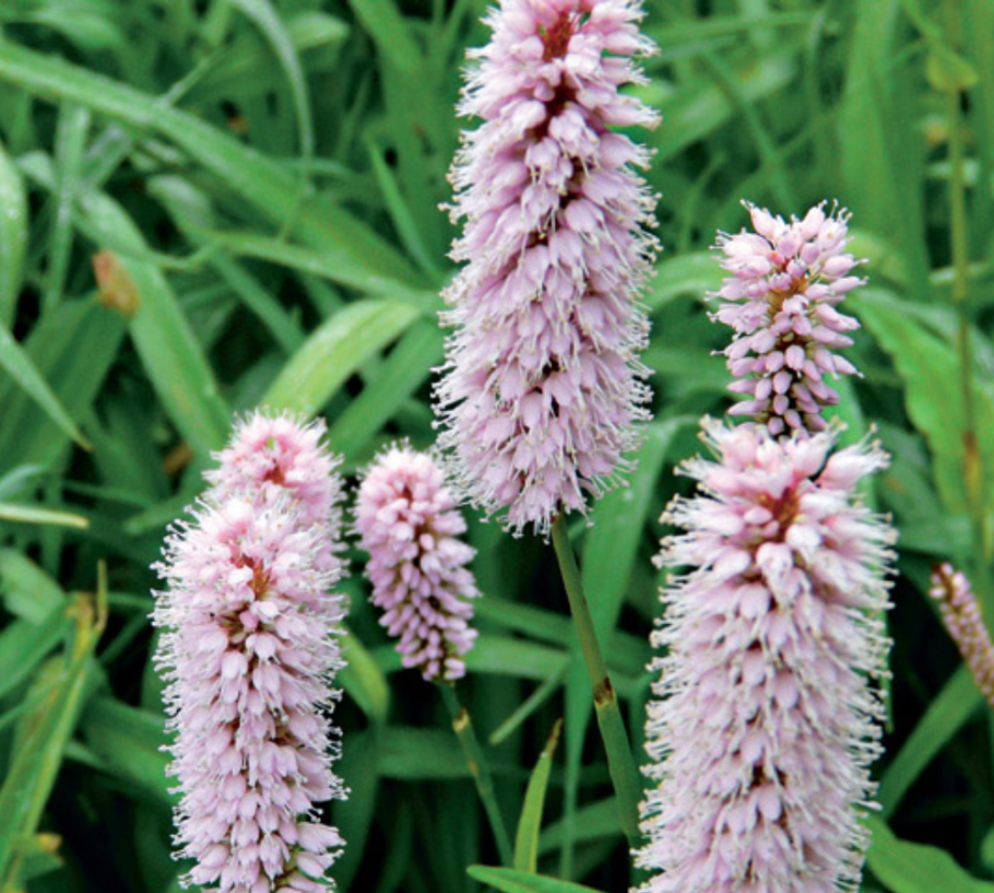 Змеевик большой Горец змеиный