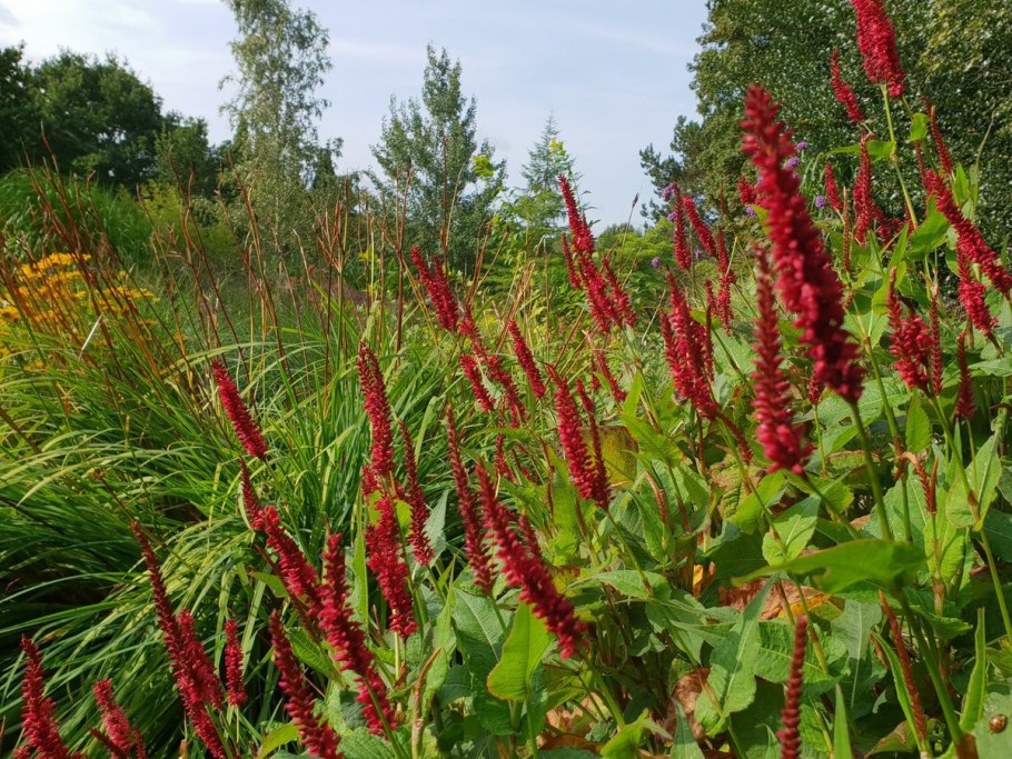 Горец стеблеобъемлющий Блэкфилд