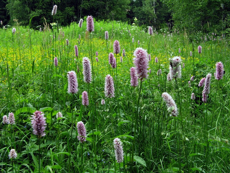 Горец змеиный . . . . . С3. . . , Polygonum bistorta