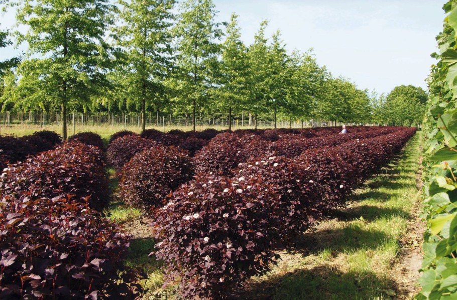 Пузыреплодник калинолистный ред Барон