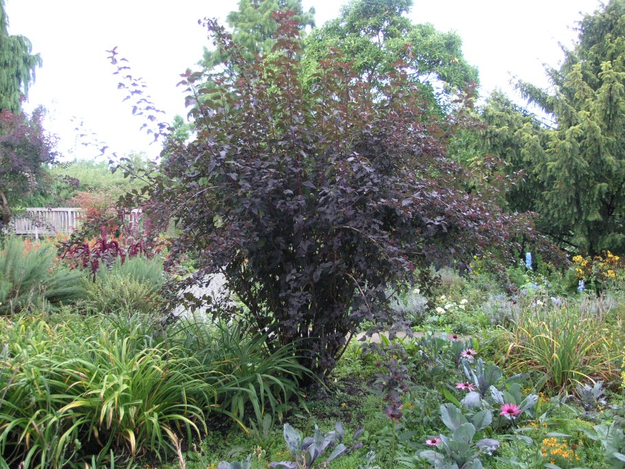 Пузыреплодник диабло