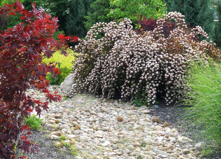 Пузыреплодник калинолистный Барбарис