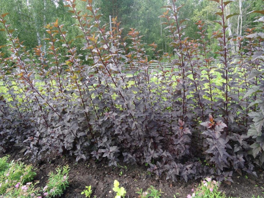 Пузыреплодник калинолистный красный