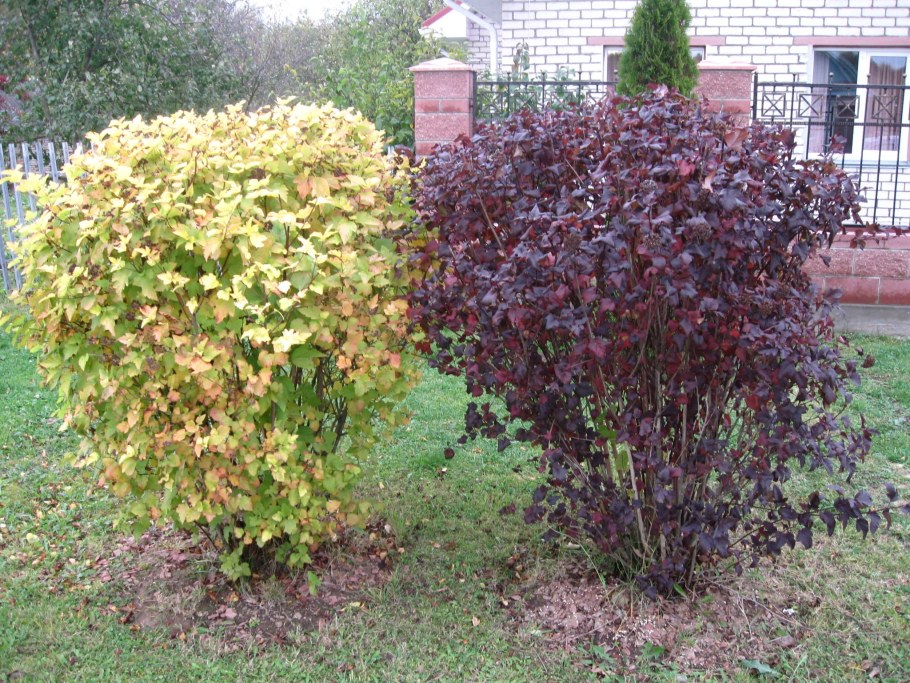 Пузыреплодник калинолистный Миднайт