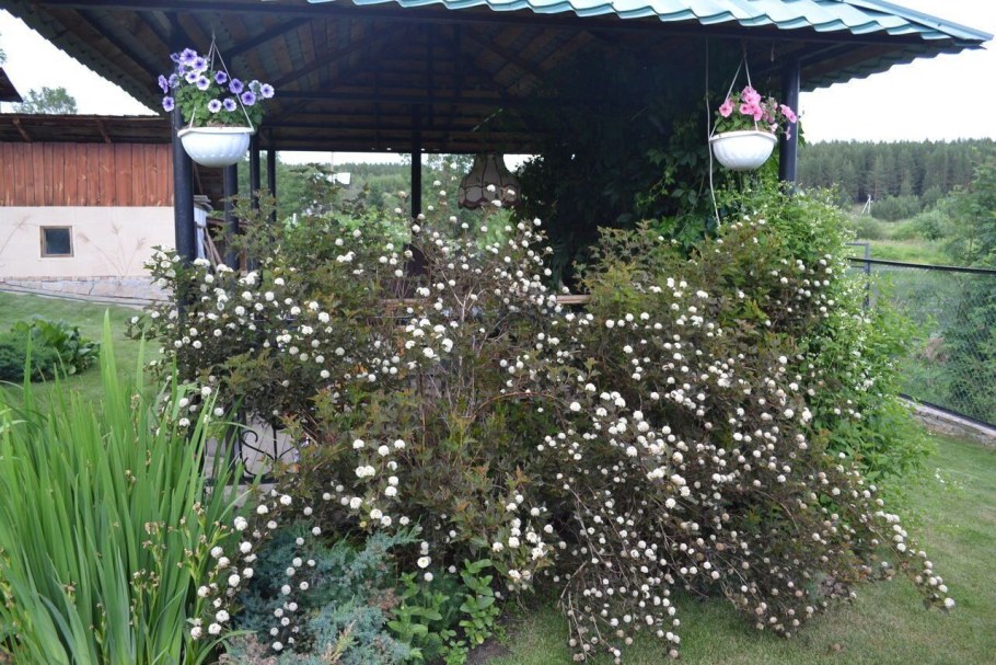 Пузыреплодник Red Baron