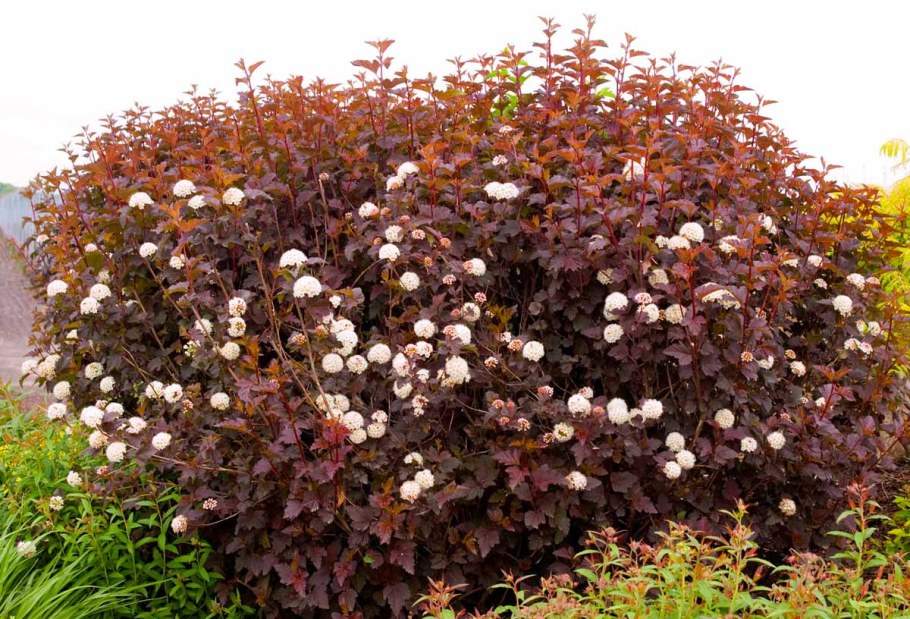 Пузыреплодник калинолистный (Physocarpus opulifolius)