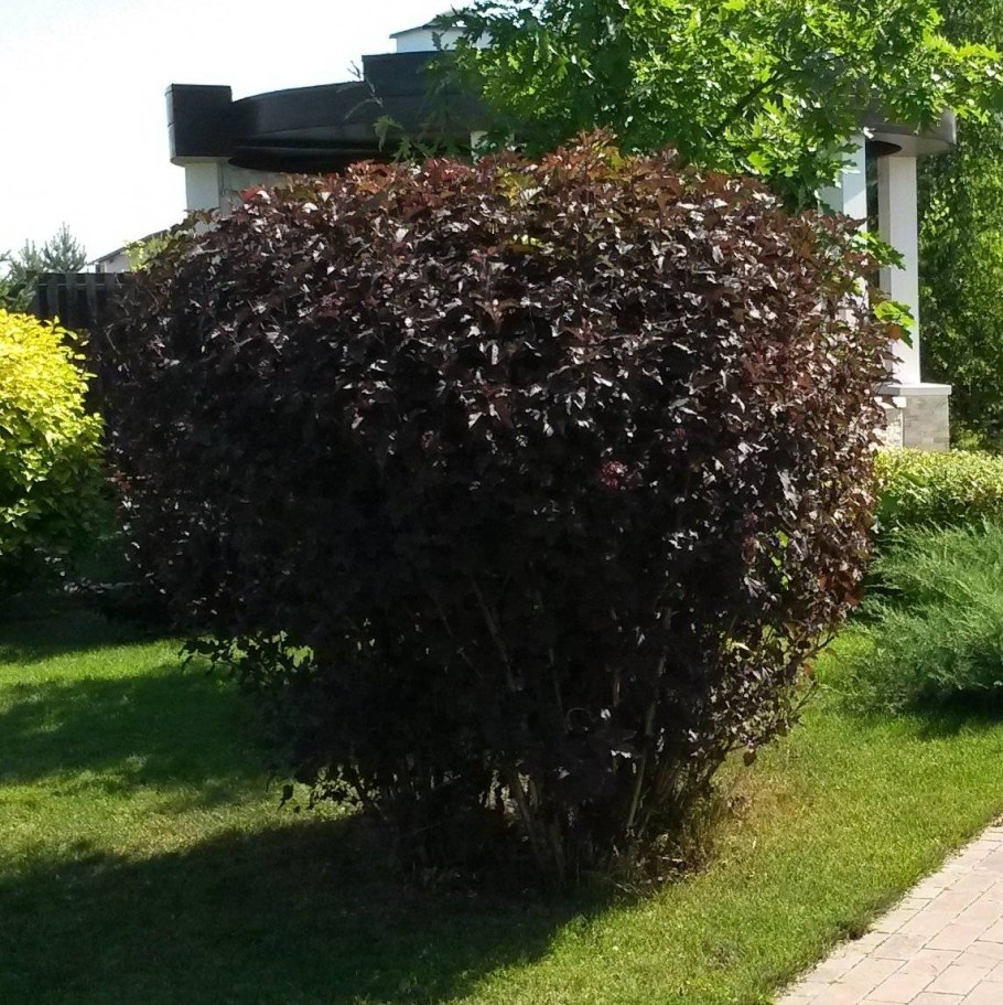 Пузыре плодник Диабала.