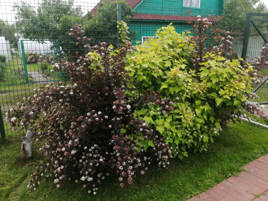 Пузыреплодник Zdechovice